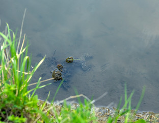 river green frog smortit on the world