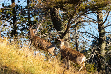 Buck mule deer in the Pike National Forest