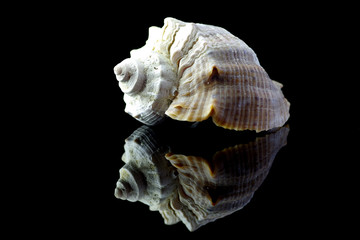 Sea shell on black background - 348242281