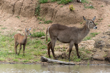 Cobe à croissant , Waterbuck,  Kobus ellipsiprymnus, Parc national du Pilanesberg, Afrique du Sud