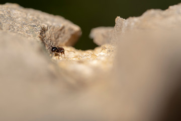 He struggles daily in search of sustenance for a laborious ant around his anthill at dawn.