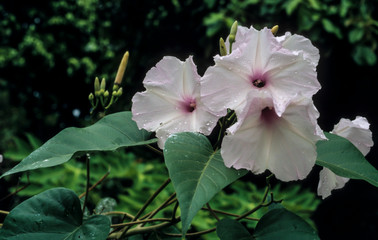 Ipomée, pomoea carnea