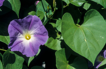 liseron fleur bleue, Ipomoea nil