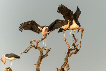 Marabout d'Afrique, Leptoptilos crumenifer, Cigogne blanche, .Ciconia ciconia,  White Stork, Afrique