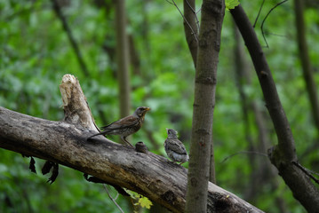 thrush chick is waiting for its parents to learn about the world and share life experiences