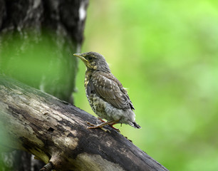 thrush chick is waiting for its parents to learn about the world and share life experiences