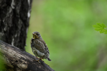 thrush chick is waiting for its parents to learn about the world and share life experiences