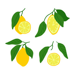 Set of lemon and slices. Hand drawn vector citrus and leaves