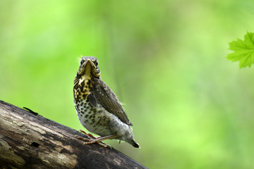 thrush chick is waiting for its parents to learn about the world and share life experiences