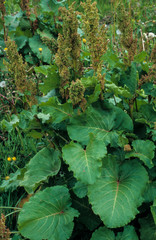Oseille des Alpes, Rumex alpinus