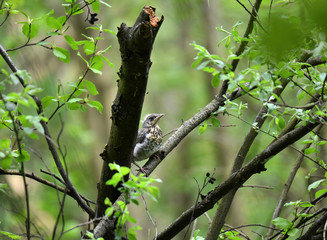 thrush chick is waiting for its parents to learn about the world and share life experiences