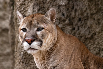 Puma. Puma concolor. close up.