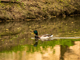 wild goose-drake floats in the river in natural conditions