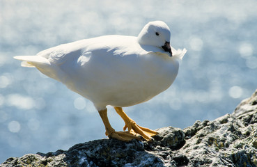 Ouette marine, male, Chloephaga hybrida malvinarum, Iles Falkland, Malouines