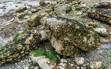  Sea Bed At Low Tide