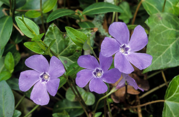 Petite pervenche, vinca minor