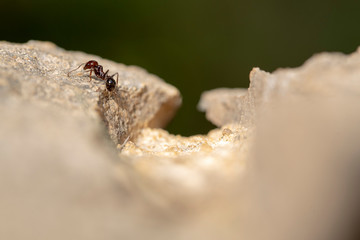 He struggles daily in search of sustenance for a laborious ant around his anthill at dawn.