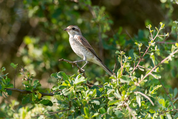 Obraz premium Pie grièche écorcheur,..Lanius collurio, Red backed Shrike