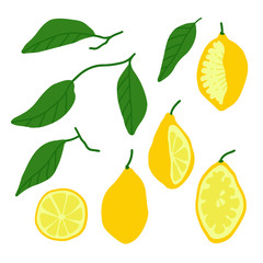 Hand drawn citrus elements. Set of lemon slices, branch and leaves.