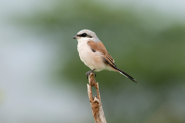 Pie grièche écorcheur,.Lanius collurio, Red backed Shrike