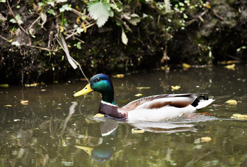 wild goose-drake floats in the river in natural conditions