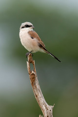 Obraz premium Pie grièche écorcheur,.Lanius collurio, Red backed Shrike