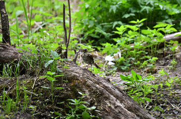 Thrush on a hunt to collect worms in the forest in vivo