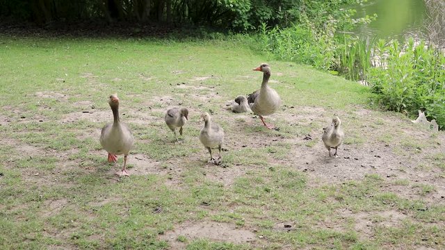 wild goose family with babys running towards the camera /walking freely on a german lake 