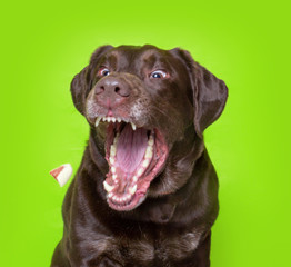 cute dog studio shot on an isolated background