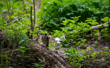 Thrush on a hunt to collect worms in the forest in vivo
