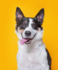 cute dog studio shot on an isolated background