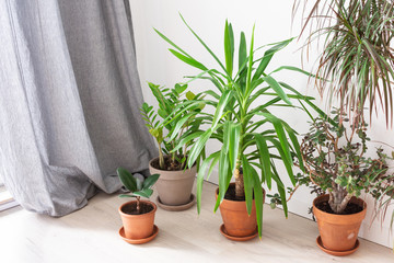 Beautiful green indoor Yucca aloifolia and Ficus flower, Zamioculcas and Crassula ovata, home decorative plants on the background of a white wall