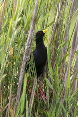 Râle à bec jaune, Marouette à bec jaune,.Amaurornis flavirostra, Black Crake, Afrique du Sud