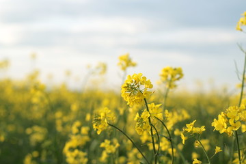  flower, yellow, nature, plant, green, spring, flowers, garden, blossom, summer, macro, bloom, flora, field, close-up, canola, closeup, beautiful, leaf, grass, beauty, color, petal, day, floral