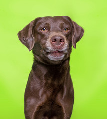 cute dog studio shot on an isolated background