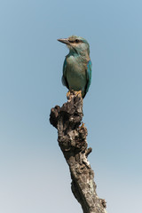 Rollier d'Europe,.Coracias garrulus, European Roller