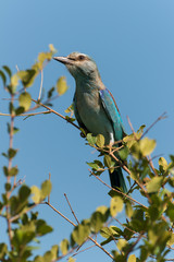 Rollier d'Europe,.Coracias garrulus, European Roller