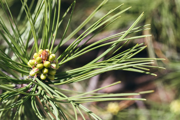 Obraz premium Beautiful green pine tree branch with buds among green needles on a sunny day. Macro of a coniferous evergreen tree. Blurred background. Selective focus. Closeup view