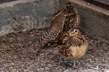 Reeves pheasant. Syrmaticus Reevesi. close up.