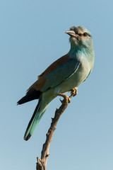 Rollier d'Europe,.Coracias garrulus, European Roller