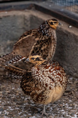 Reeves pheasant. Syrmaticus Reevesi. close up.