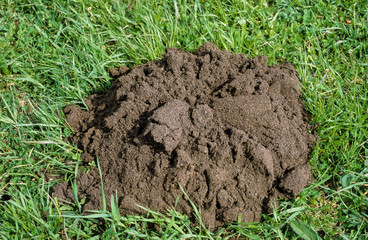 Taupinière, Taupe,Talpa europaea