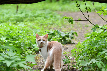 a white-red cat with yellow eyes and a very serious face walks through the forest - Powered by Adobe