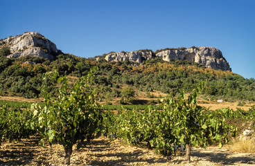 Naklejka premium Vignoble, Côte du Rhone, Fons sur Lussan, Gard, 30