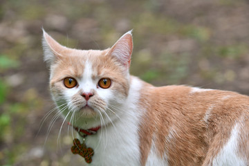 a white-red cat with yellow eyes and a very serious face walks through the forest