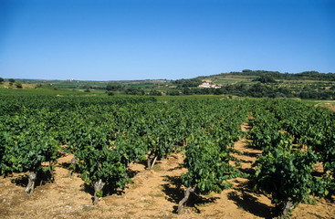 vignes, Chateau Glezan, Faug&egrave;res, H&eacute;rault, 34