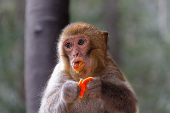 Monkey eating an orange