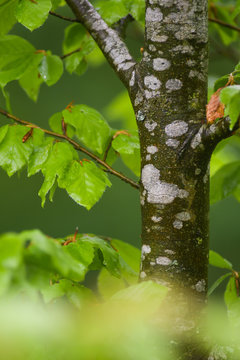 Faggio (Fagus sylvatica) primo piano tronco e foglie