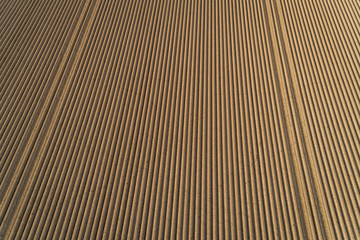 Kartoffelfeld im Mai aus der Luftperspektive, Deutschland