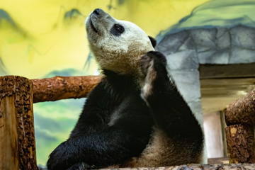 giant panda. Ailuropoda melanoleuca. close up.